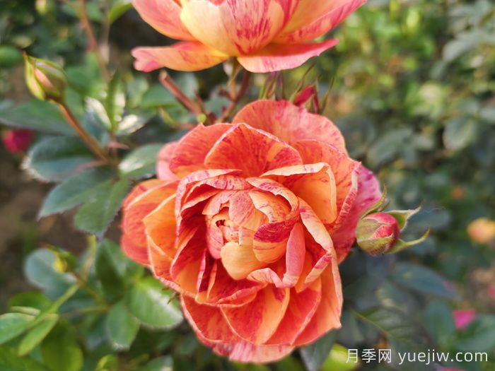 果汁飞溅月季(图2)