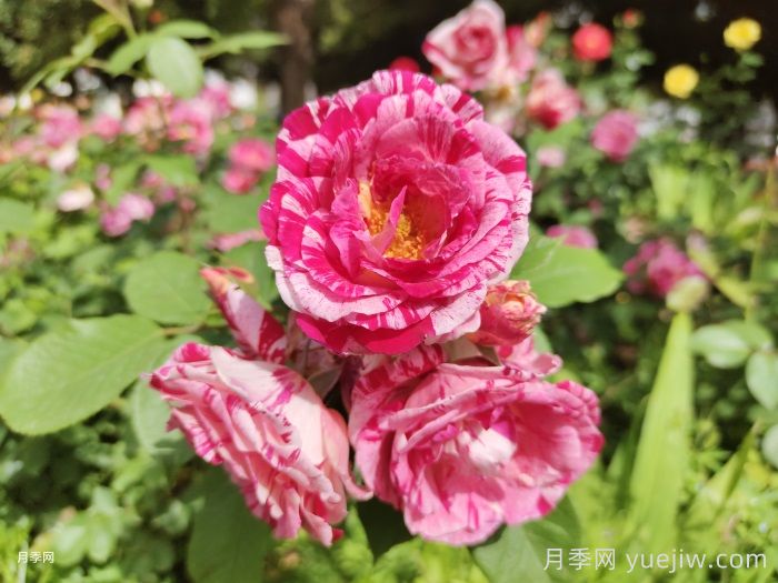 节日礼花月季(图3)