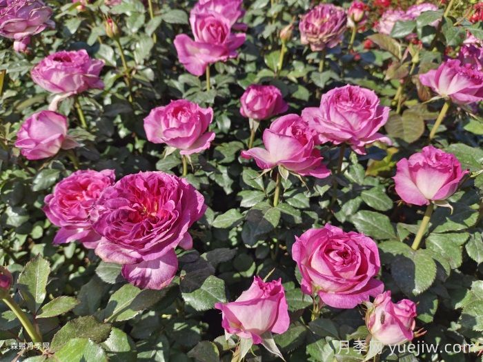 蓝莓蛋糕月季/蒂耶里马尔克斯(图4)