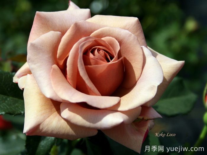 可可洛可月季/灵魂姐妹(图1)