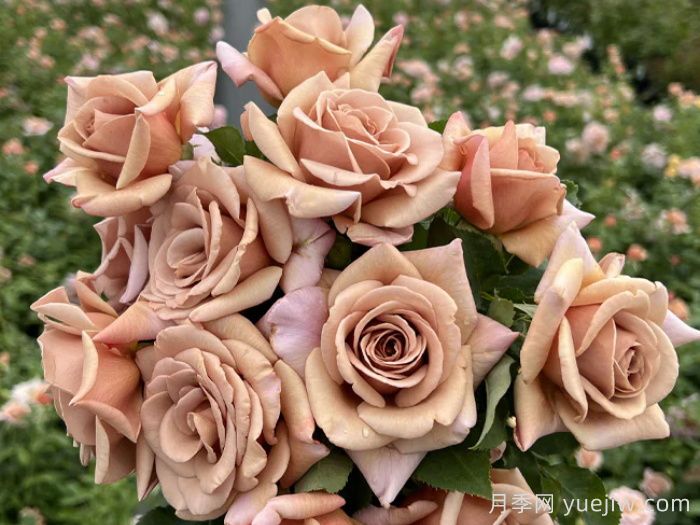 可可洛可月季/灵魂姐妹(图2)