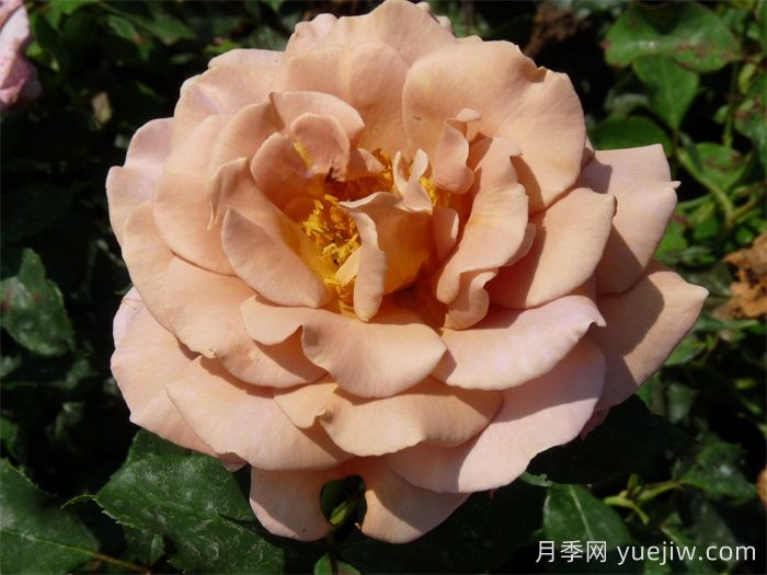 可可洛可月季/灵魂姐妹(图3)