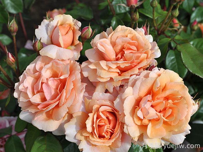 灵魂姐妹月季(图1)