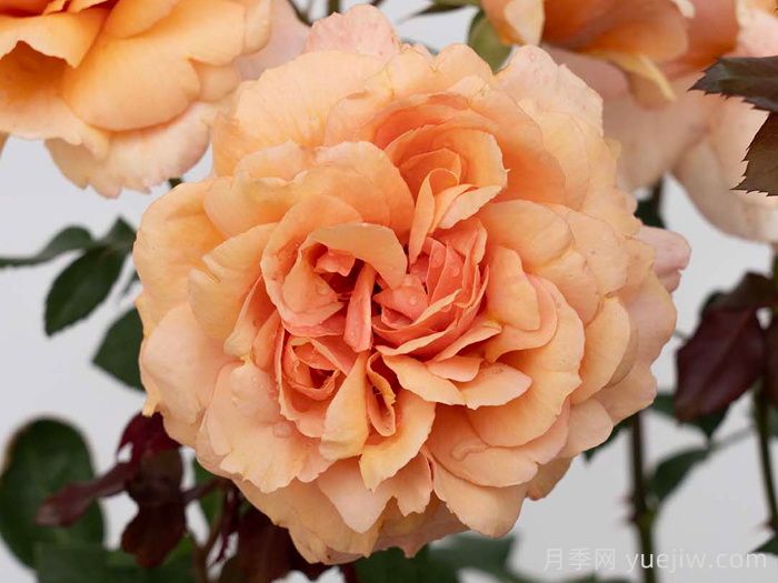 灵魂姐妹月季(图2)