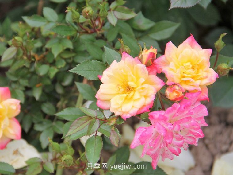 婴儿假面舞会月季/小五彩月季(图1)