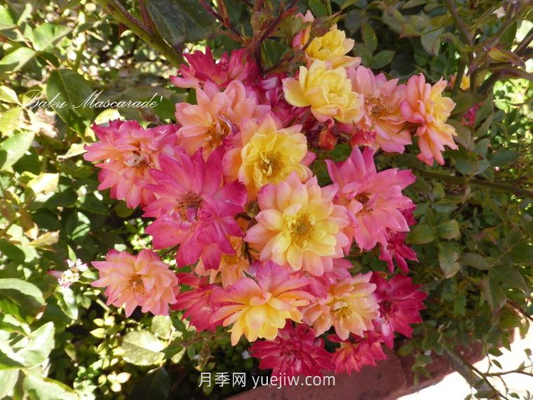 婴儿假面舞会月季/小五彩月季(图2)