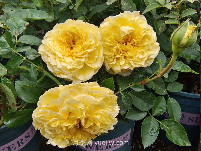 狮子座月季/狮子座阳台月季(图2)