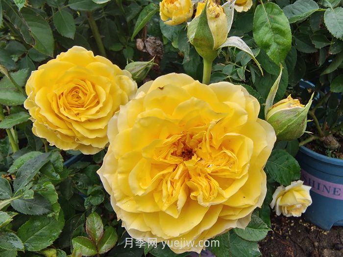 狮子座月季/狮子座阳台月季(图1)