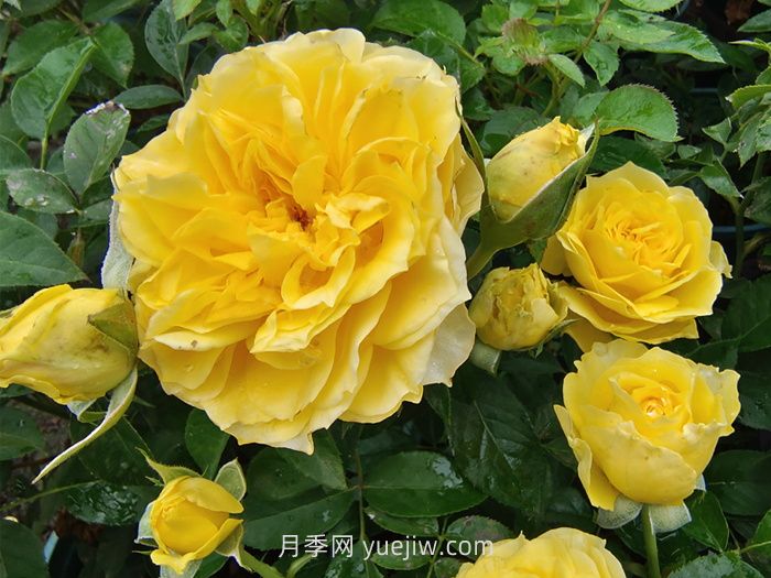 狮子座月季/狮子座阳台月季(图3)