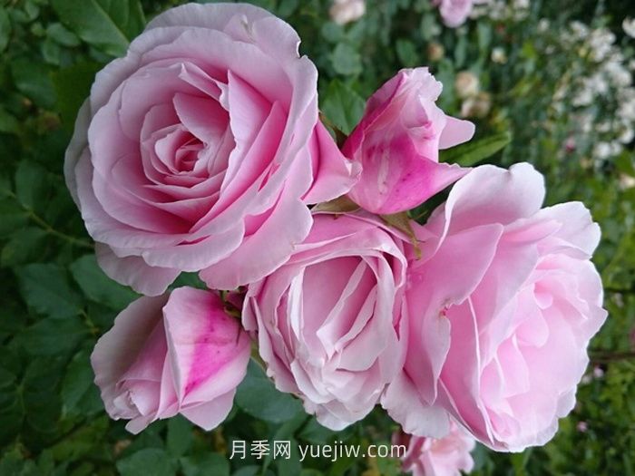 情书月季的介绍和优缺点(图1) 情书月季介绍和优缺点(图1)