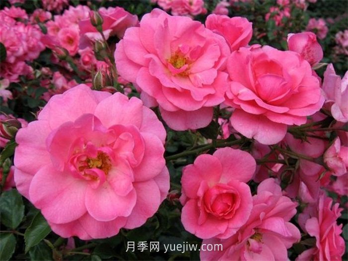 米拉托月季的介绍和优缺点(图1) 米拉托月季介绍和优缺点(图1)