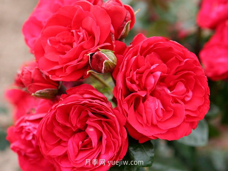 绯红天空月季(图1)