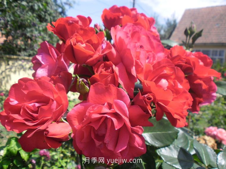 绯红天空月季(图2)