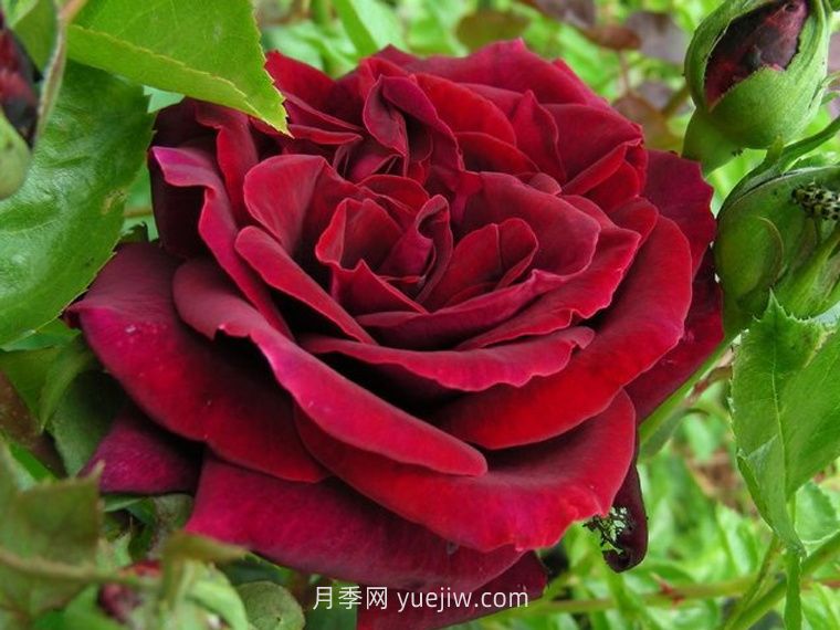 黑夫人月季(图1)