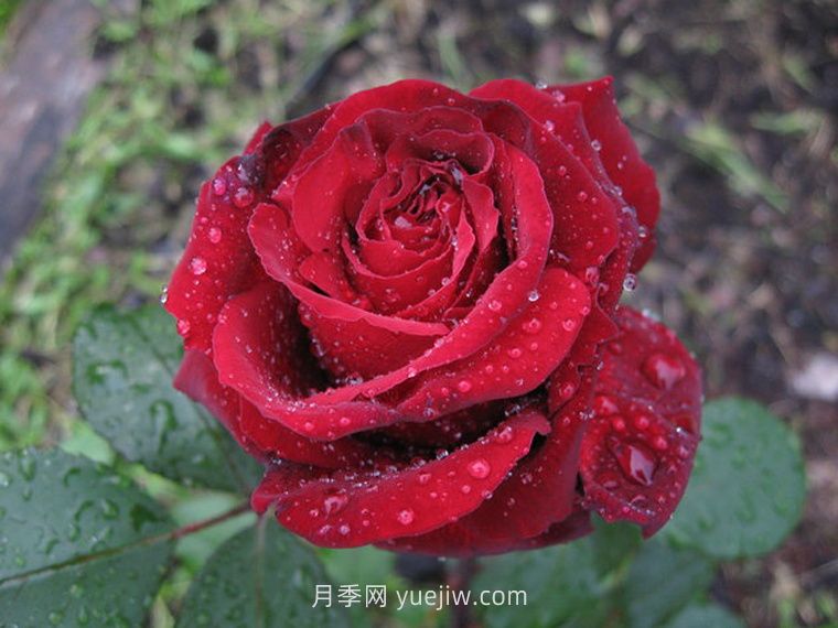 黑夫人月季(图2)