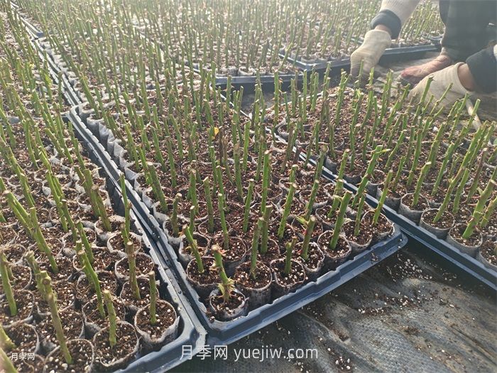 月季苗，南阳月季小苗用于全国各地的月季繁育基地(图3)