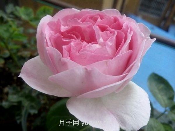 伊芙幻塔索斯月季介绍和优缺点(图1)