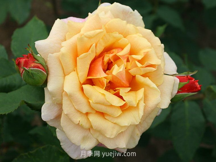 卡梅尔月季/卡拉美拉月季(图1)