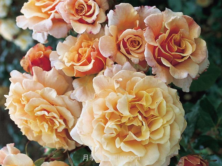 卡梅尔月季/卡拉美拉月季(图3)