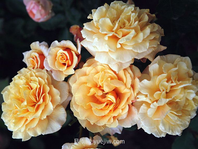 卡梅尔月季/卡拉美拉月季(图2)