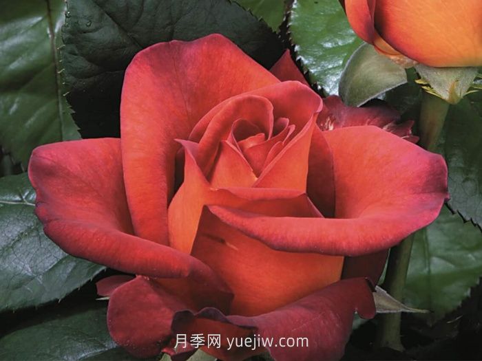 咖啡时间月季/休憩/咖啡突破(图1)