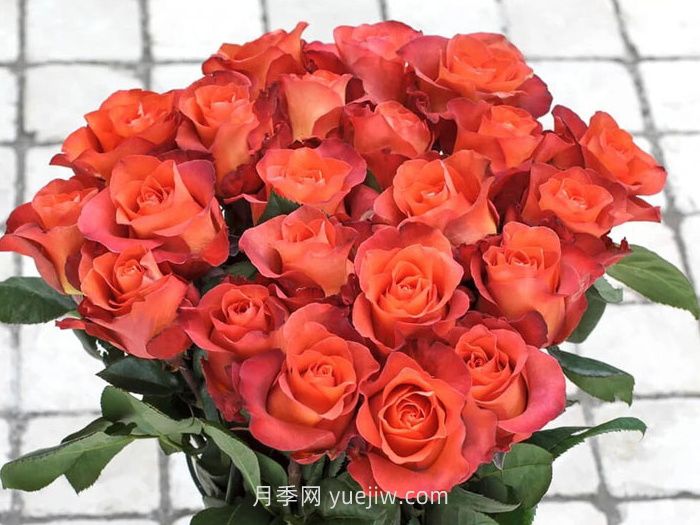 咖啡时间月季/休憩/咖啡突破(图2)