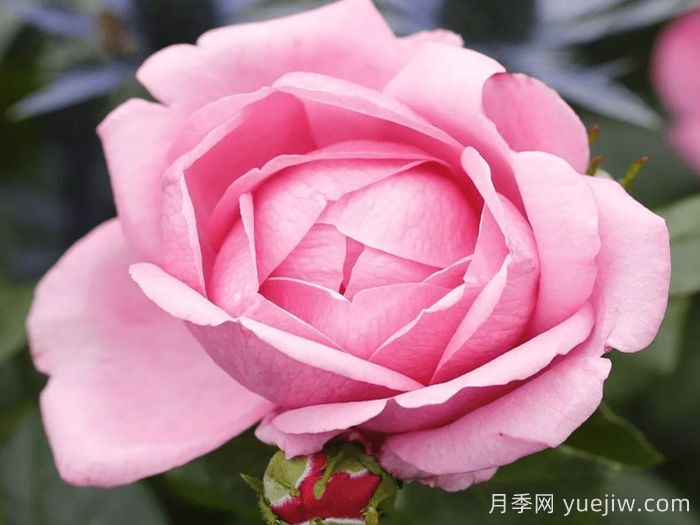 渴望月季/德西里月季(图1)