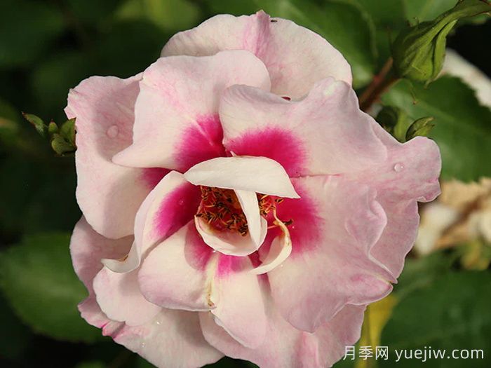 公牛的眼睛月季(图1)