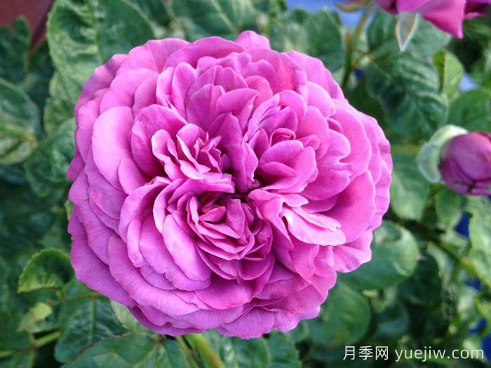 完美的李子月季/梅子色完美月季(图3)