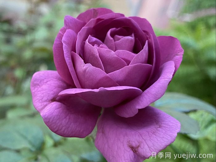 完美的李子月季/梅子色完美月季(图4)