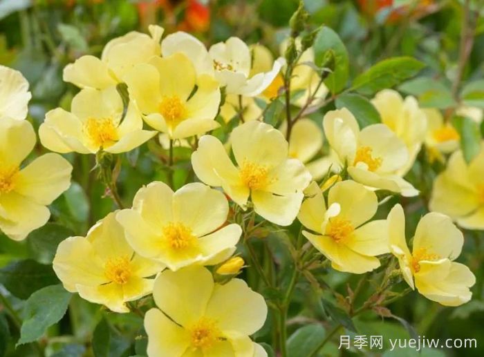 姗姗而来月季/温柔的托特琳月季(图1)