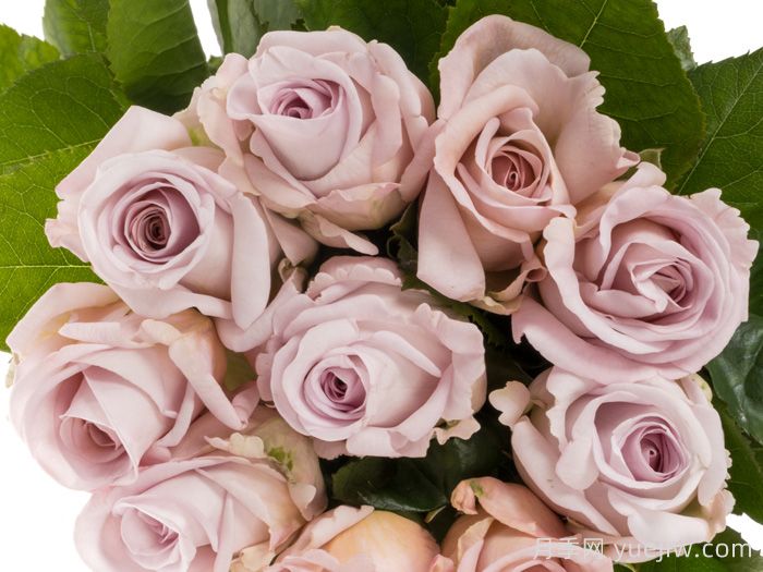 赏金之路月季/紫色布蒂(图1)