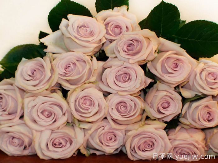 赏金之路月季/紫色布蒂(图2)