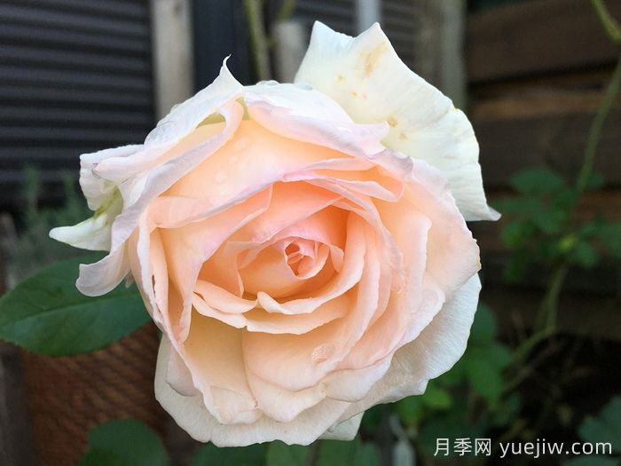 薰乃月季/熏乃月季(图3)