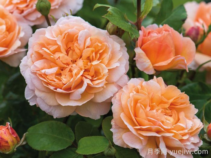 园丁夫人月季(图1)
