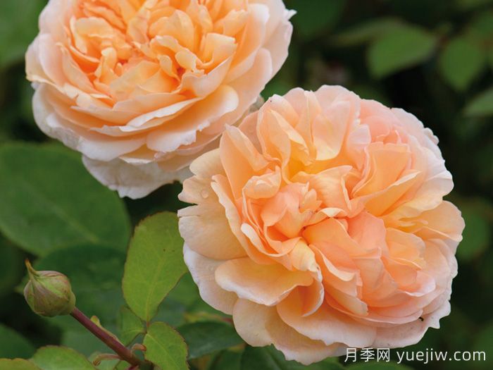 园丁夫人月季(图2)