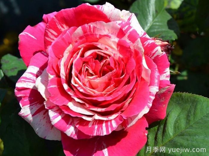 最佳印象月季(图1)