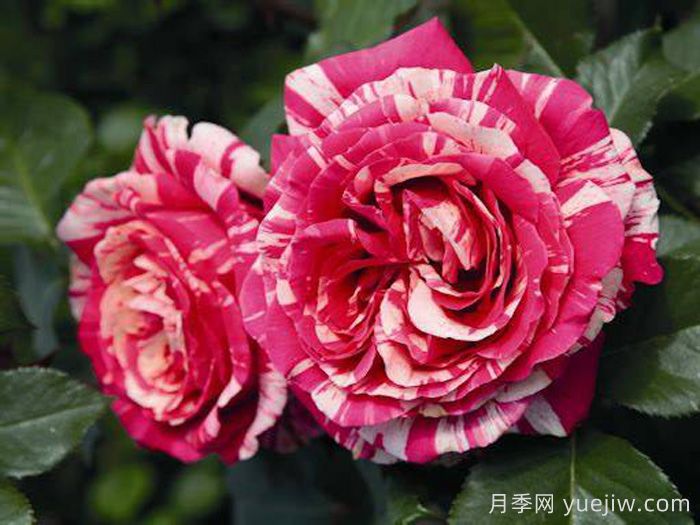 最佳印象月季(图2)