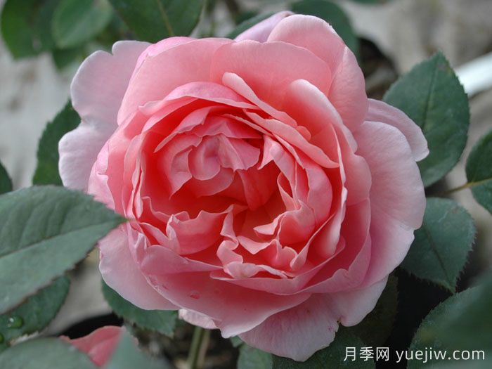 卡德法尔兄弟月季/凯蒂兄弟/卡德法尔修士(图2)