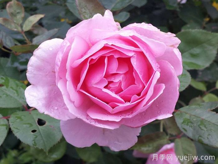 卡德法尔兄弟月季/凯蒂兄弟/卡德法尔修士(图1)