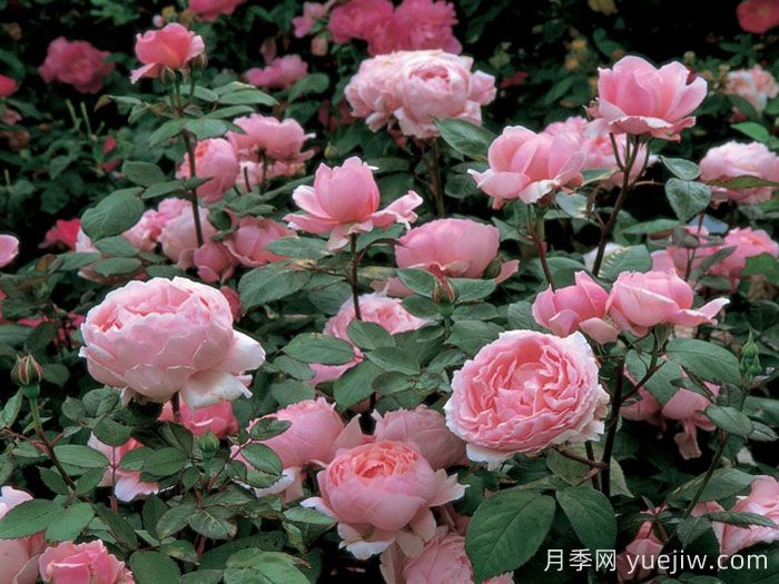 卡德法尔兄弟月季/凯蒂兄弟/卡德法尔修士(图3)