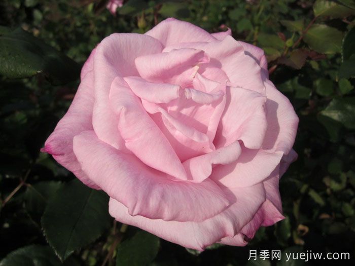 桃香月季/香桃月季(图1)