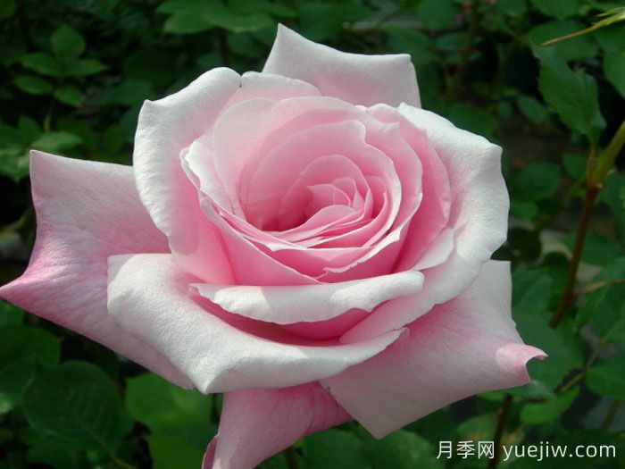 桃香月季/香桃月季(图2)