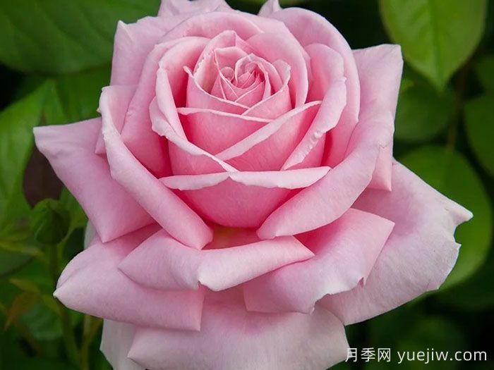 弗雷德里克米斯塔尔月季/米斯特拉香水/儿童玫瑰(图1)