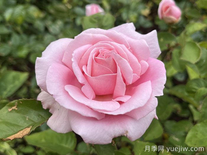 弗雷德里克米斯塔尔月季/米斯特拉香水/儿童玫瑰(图2)