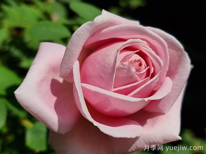 弗雷德里克米斯塔尔月季/米斯特拉香水/儿童玫瑰(图3)