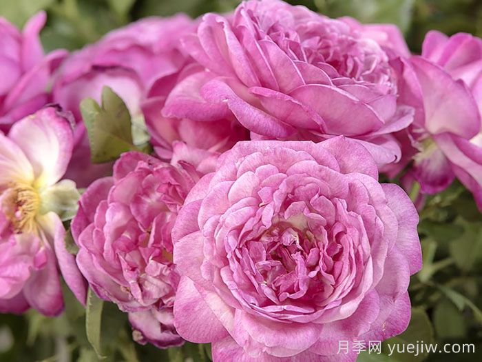 贝利西莫妈妈月季(图2)