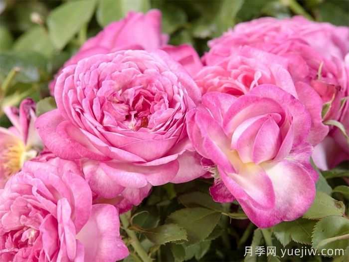 贝利西莫妈妈月季(图1)