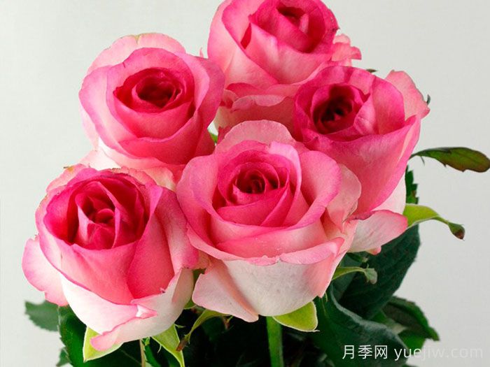 贝拉维塔月季/美好生活月季(图1)