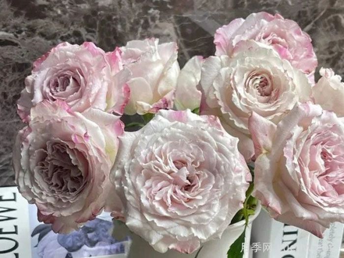 贝拉琳达仙女月季/仙女琳达月季(图1)